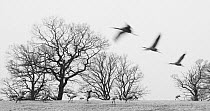 Common Crane (Grus grus) trio flying over feeding flock, Sweden