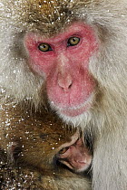 Japanese Macaque (Macaca fuscata) with baby, Jigokudani, Japan