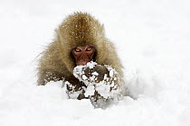 Japanese Macaque (Macaca fuscata) juvenile in the snow, Jigokudani, Japan