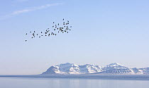 Little Auk (Alle alle) flock flying over the fjord, Svalbard, Norway
