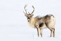 Caribou (Rangifer tarandus) in the snow, Abisko, Sweden