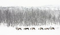 Caribou (Rangifer tarandus) herd in snowy landscape, Abisko, Sweden