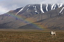 Svalbard Reindeer (Rangifer tarandus platyrhynchus) at the end of a rainbow, Svalbard, Norway