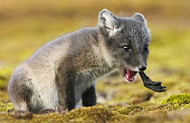 Arctic Fox (Alopex lagopus) kit eating, Svalbard, Norway