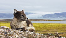 Arctic Fox (Alopex lagopus) female relaxing, Svalbard, Norway