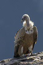 Griffon Vulture (Gyps fulvus), Pyrenees, Spain