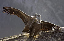 Griffon Vulture (Gyps fulvus) pair fighting, Pyrenees, Spain