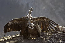 Griffon Vulture (Gyps fulvus) sunbathing, Pyrenees, Spain
