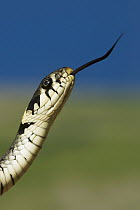 Grass Snake (Natrix natrix) flicking tongue, Poland