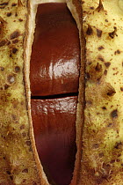 Horse Chestnut (Aesculus hippocastanum) fruit, partially opened, Hoogeloon, Netherlands
