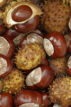 Horse Chestnut (Aesculus hippocastanum) fruit, Hoogeloon, Netherlands