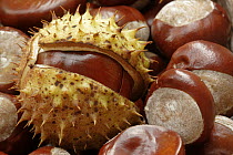 Horse Chestnut (Aesculus hippocastanum) fruit, Hoogeloon, Netherlands