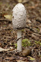 Shaggy Ink Cap (Coprinus comatus) mushroom, Hoenderloo, Netherlands