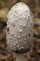 Shaggy Ink Cap (Coprinus comatus) mushroom, Hoenderloo, Netherlands