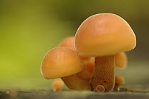 Scaly Rustgill (Gymnopilus sapineus) mushrooms, Hoenderloo, Netherlands