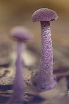 Amethyst Deceiver (Laccaria amethystea) mushroom pair, Hoenderloo, Netherlands