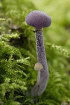 Amethyst Deceiver (Laccaria amethystea) in moss, Hoenderloo, Netherlands
