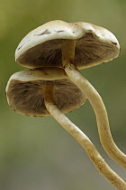 Sulphur Tuft (Hypholoma fasciculare) mushrooms, Hoogeloon, Netherlands