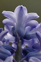 Hyacinth (Hyacinthus sp) flowers, Hoogeloon, Netherlands