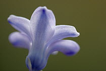 Hyacinth (Hyacinthus sp) flower, Hoogeloon, Netherlands