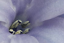 Hyacinth (Hyacinthus sp) flower, Hoogeloon, Netherlands
