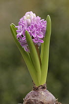 Hyacinth (Hyacinthus sp) bulb blooming, Hoogeloon, Netherlands