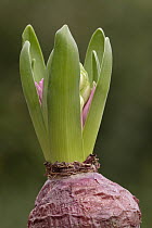 Hyacinth (Hyacinthus sp) bulb blooming, Hoogeloon, Netherlands