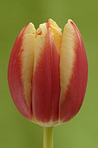 Tulip (Tulipa sp), Hoogeloon, Netherlands