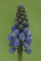 Grape Hyacinth (Muscari botryoides), Hoogeloon, Netherlands