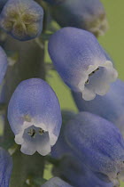 Grape Hyacinth (Muscari botryoides) flowering, Hoogeloon, Netherlands