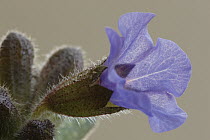 Common Lungwort (Pulmonaria officinalis) flower, Hoogeloon, Netherlands