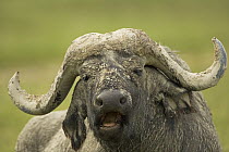 Cape Buffalo (Syncerus caffer) covered with mud, Lake Nakuru National Park, Kenya