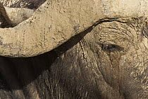 Cape Buffalo (Syncerus caffer) covered with mud, Lake Nakuru National Park, Kenya