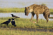 Spotted Hyena (Crocuta crocuta) with three Pied Crows (Corvus albus), Lake Nakuru National Park, Kenya