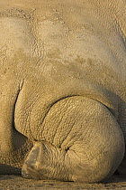 White Rhinoceros (Ceratotherium simum) leg folded under, Lake Nakuru National Park, Kenya