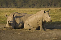 White Rhinoceros (Ceratotherium simum) mother with calf resting, Lake Nakuru National Park, Kenya