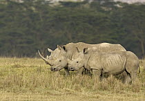 White Rhinoceros (Ceratotherium simum) trio on grassland, Lake Nakuru National Park, Kenya