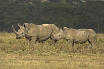 White Rhinoceros (Ceratotherium simum) pair standing on grassland, Lake Nakuru National Park, Kenya