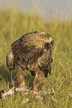 Tawny Eagle (Aquila rapax) with remains of prey, Lake Nakuru National Park, Kenya