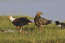 African Fish Eagle (Haliaeetus vocifer) feeding while Tawny Eagle (Aquila rapax) and crow stand by, Lake Nakuru National Park, Kenya