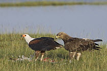 African Fish Eagle (Haliaeetus vocifer) feeding while Tawny Eagle (Aquila rapax) stands by, Lake Nakuru National Park, Kenya