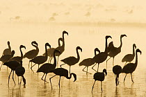 Lesser Flamingo (Phoenicopterus minor) group at sunrise, Lake Nakuru, Lake Nakuru National Park, Kenya