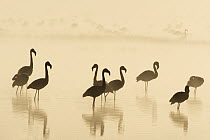 Lesser Flamingo (Phoenicopterus minor) group at sunrise, Lake Nakuru, Lake Nakuru National Park, Kenya