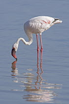 Lesser Flamingo (Phoenicopterus minor) foraging, Lake Nakuru National Park, Kenya