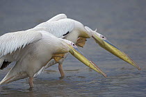 Great White Pelican (Pelecanus onocrotalus) pair displaying, Lake Nakuru National Park, Kenya