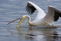 Great White Pelican (Pelecanus onocrotalus) fishing, Lake Nakuru, Lake Nakuru National Park, Kenya