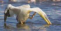 Great White Pelican (Pelecanus onocrotalus) displaying, Lake Nakuru, Lake Nakuru National Park, Kenya
