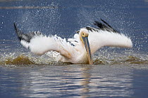 Great White Pelican (Pelecanus onocrotalus) bathing, Lake Nakuru, Lake Nakuru National Park, Kenya