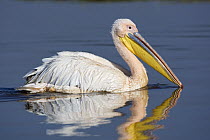 Great White Pelican (Pelecanus onocrotalus), Lake Nakuru, Lake Nakuru National Park, Kenya