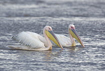 Great White Pelican (Pelecanus onocrotalus) pair, Lake Nakuru, Lake Nakuru National Park, Kenya
